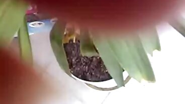 Горкото малко бяло момиче, съборено от черна банда първия български порно филм